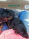 Doberman Pinscher Puppies for sale in Concord, NC, USA. price: NA