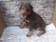 Doberman Pinscher Puppies for sale in Valley Center, KS, USA. price: $800