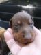 Doberman Pinscher Puppies for sale in Andover, KS, USA. price: $1,500