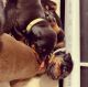 Doberman Pinscher Puppies for sale in California Ave, Windsor, ON, Canada. price: $1,500