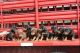 Doberman Pinscher Puppies for sale in Rochester, MN 55901, USA. price: $810