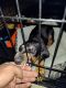 Doberman Pinscher Puppies for sale in Phillips Ranch, CA 91766, USA. price: NA