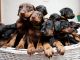 Doberman Pinscher Puppies for sale in Eagle Mountain, UT, USA. price: NA