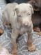 Doberman Pinscher Puppies for sale in Concord, NC, USA. price: NA