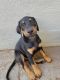 Doberman Pinscher Puppies for sale in Rio Linda, CA, USA. price: $850