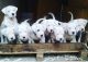 Dogo Argentino Puppies for sale in Puerto Rico, TX 78563, USA. price: $700