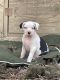 Dogo Argentino Puppies for sale in Knoxville, TN, USA. price: $50