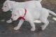 Dogo Cubano Puppies for sale in Mesquite, TX, USA. price: NA