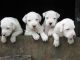 Dogo Cubano Puppies