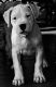 Dogo Cubano Puppies for sale in Leland, NC, USA. price: NA