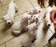 Dogo Cubano Puppies for sale in Lubbock, TX, USA. price: NA