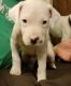 Dogo Cubano Puppies for sale in Providence, RI, USA. price: NA