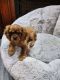 Dogo Guatemalteco Puppies for sale in Tribeca, New York, NY, USA. price: NA