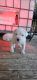 Dogo Guatemalteco Puppies for sale in Grifton, North Carolina. price: NA
