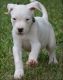Dogo Guatemalteco Puppies for sale in Los Angeles, CA, USA. price: NA