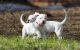 Dogo Guatemalteco Puppies for sale in Corpus Christi, TX, USA. price: NA