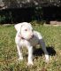 Potty Trained Dogo Argentino Puppies