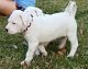 Dogo Sardesco Puppies for sale in Delaware City, DE, USA. price: NA