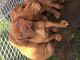 Dogo Sardesco Puppies for sale in Los Angeles, CA, USA. price: NA