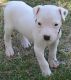 Dogo Sardesco Puppies for sale in Anaheim, CA, USA. price: NA