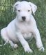 Dogo Argentino Puppies For Adoption