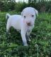 Available Dogo Argentino puppies