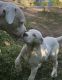 Active Dogo Argentino Puppies
