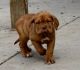 Dogue De Bordeaux Puppies for sale in Jacksonville, FL 32208, USA. price: $500