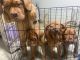 Dogue De Bordeaux Puppies for sale in Riverside, CA, USA. price: NA