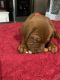 Dogue De Bordeaux Puppies for sale in Polk City, FL 33868, USA. price: $1,300