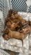 Dogue De Bordeaux Puppies for sale in Jacksonville, FL, USA. price: $2,000