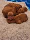 French mastiff puppies for sale