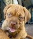 Dogue De Bordeaux Puppies for sale in Fort Lauderdale, FL, USA. price: $1,800
