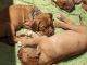 Dogue De Bordeaux Puppies for sale in Cape Coral-Fort Myers, FL, FL, USA. price: $3,000