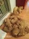 Dogue De Bordeaux Puppies for sale in Cape Coral-Fort Myers, FL, FL, USA. price: $2,500