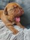 Dogue De Bordeaux Puppies for sale in Champlain, NY 12919, USA. price: $1,800