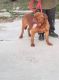 Dogue De Bordeaux Puppies for sale in Merced, CA, USA. price: $1,500