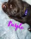 Dogue De Bordeaux Puppies for sale in St. George, UT, USA. price: $2,500