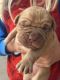 Dogue De Bordeaux Puppies for sale in Batavia, OH 45103, USA. price: $1,500