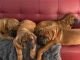 Dogue De Bordeaux Puppies for sale in Aurora, NC 27806, USA. price: $1,500