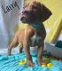 Dogue De Bordeaux Puppies for sale in Neosho, MO 64850, USA. price: $1,200