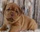Dogue De Bordeaux Puppies for sale in Carmel, IN, USA. price: $1,800