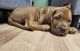 Dogue De Bordeaux Puppies for sale in 13 Oak St, Champlain, NY 12919, USA. price: $1,000