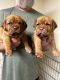 Dogue De Bordeaux Puppies for sale in Louisville, KY, USA. price: NA