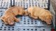 Dogue De Bordeaux Puppies for sale in Seffner, FL, USA. price: $600
