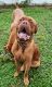 Dogue De Bordeaux Puppies for sale in Seffner, FL, USA. price: $500