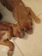 Dogue De Bordeaux Puppies for sale in Cape Coral, FL, USA. price: NA