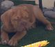 Dogue De Bordeaux Puppies for sale in Henderson, NV 89052, USA. price: $2,600