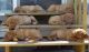 Dogue De Bordeaux Puppies for sale in Waukee, IA 50263, USA. price: $300