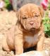 Dogue De Bordeaux Puppies for sale in Greenville, South Carolina. price: $550